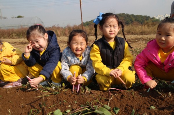 고구마밭 견학 > 공개앨범 